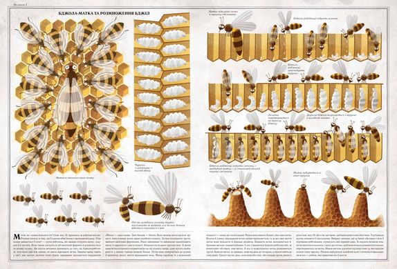 Обкладинка книги Бджоли. Пйотр Соха Пйотр Соха, 978-966-915-239-8, Якщо всі бджоли раптом зникнуть, вже через кілька років все людство почне потерпати від голоду - такий один із поширених сценаріїв кінця світу. Так книжка Пйотра Сохи «Бджоли» не про те, що наш величезний світ тримається на тендітних комашиних крильцях. Вона просто про бджолине життя-буття від часів динозаврів і до сьогодні. Перевірені наукові факти викладено доступно й цікаво, з безліччю кумедних ілюстрацій. Видання кольорове, яскраве, великого формату - воно буде чудовим подарунком для допитливої людини незалежно від віку. Код: 978-966-915-239-8 Автор Пйотр Соха  74 zł