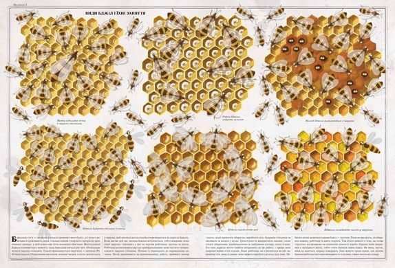 Обкладинка книги Бджоли. Пйотр Соха Пйотр Соха, 978-966-915-239-8, Якщо всі бджоли раптом зникнуть, вже через кілька років все людство почне потерпати від голоду - такий один із поширених сценаріїв кінця світу. Так книжка Пйотра Сохи «Бджоли» не про те, що наш величезний світ тримається на тендітних комашиних крильцях. Вона просто про бджолине життя-буття від часів динозаврів і до сьогодні. Перевірені наукові факти викладено доступно й цікаво, з безліччю кумедних ілюстрацій. Видання кольорове, яскраве, великого формату - воно буде чудовим подарунком для допитливої людини незалежно від віку. Код: 978-966-915-239-8 Автор Пйотр Соха  74 zł